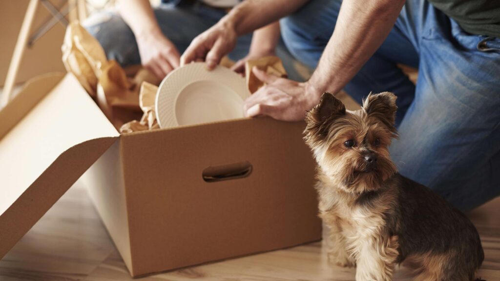 Packing dishes into cardboard box.
